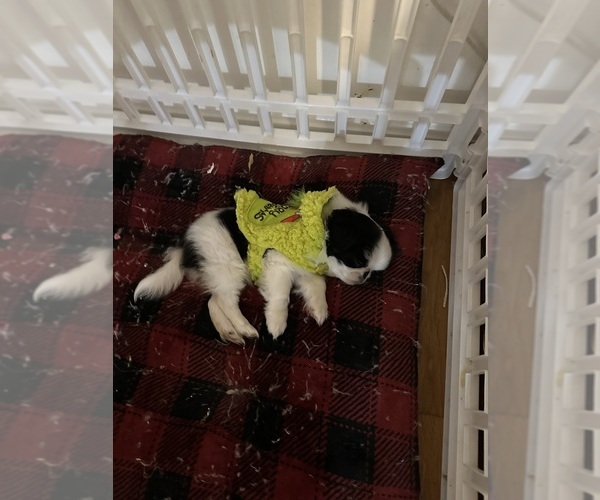 Medium Photo #1  Breeder Profile in WINCHESTER, KY, USA