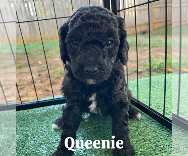 Medium Photo #6  Breeder Profile in NASHVILLE, TN, USA