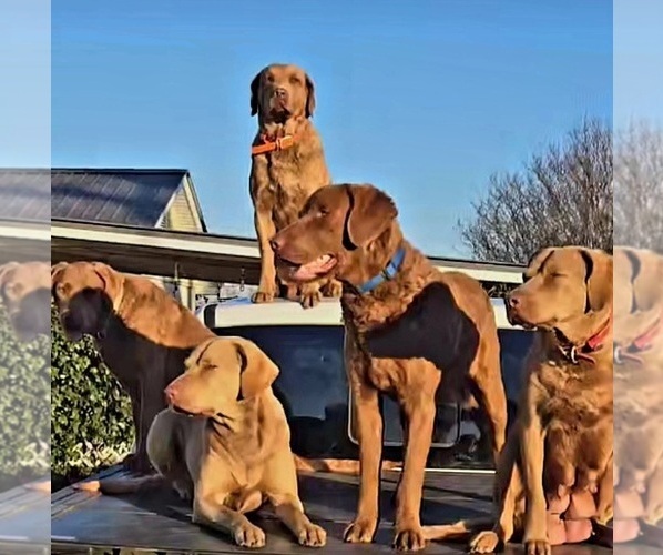 Medium Photo #1  Breeder Profile in Cordele, GA, USA
