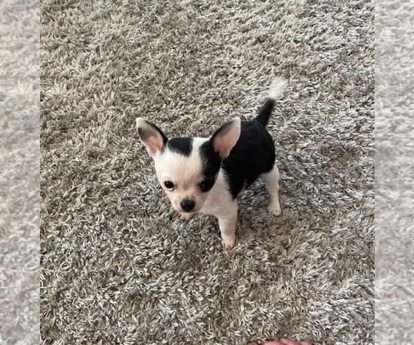 Medium Photo #88  Breeder Profile in TWINING, MI, USA