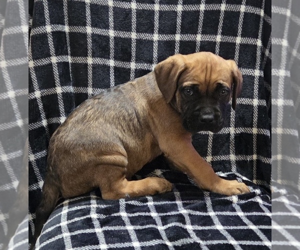 Medium Photo #15  Breeder Profile in MOUNT WASHINGTON, KY, USA
