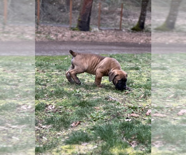 Medium Photo #18  Breeder Profile in ROY, WA, USA