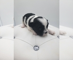 Small breeder photo