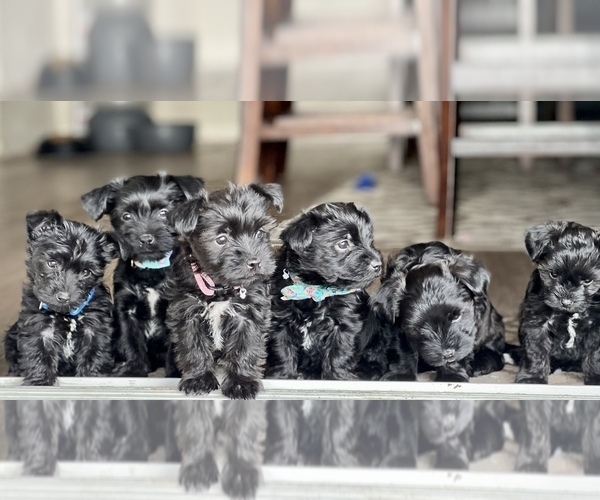 Medium Photo #1  Breeder Profile in LOVELAND, CO, USA