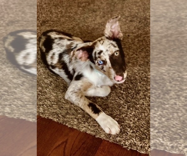 Medium Photo #60  Breeder Profile in CAMAS, WA, USA