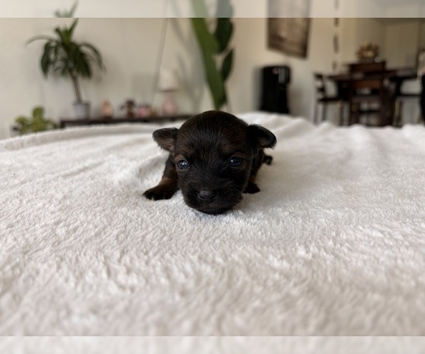 Medium Photo #6  Breeder Profile in SAN ANTONIO, TX, USA