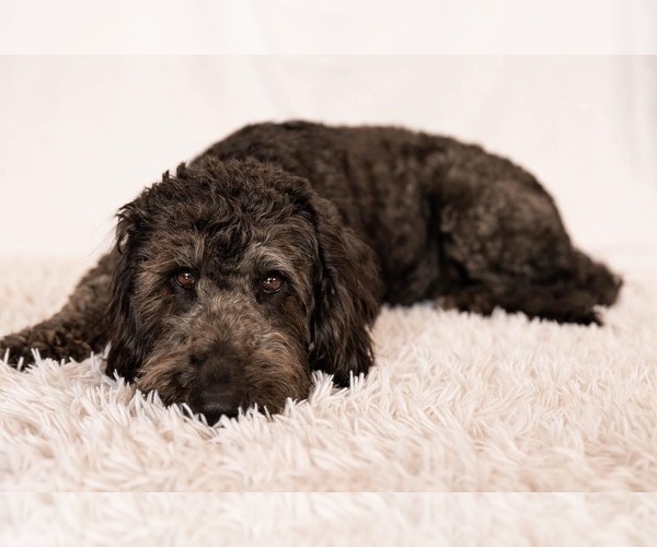 Medium Photo #1  Breeder Profile in HEREFORD, AZ, USA