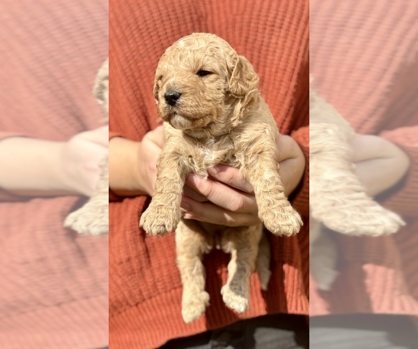 Medium Photo #6  Breeder Profile in SWARTZ CREEK, MI, USA