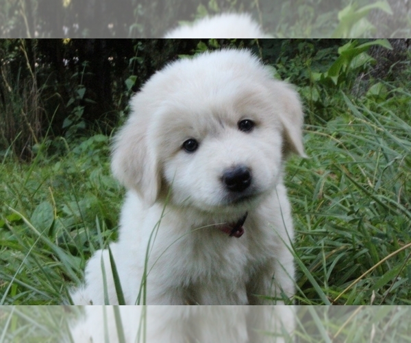 Medium Photo #1  Breeder Profile in NEOSHO, MO, USA
