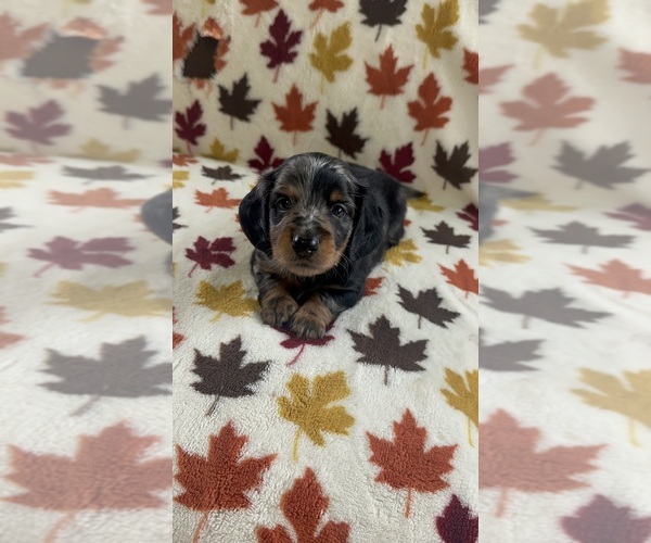 Medium Photo #3  Breeder Profile in CRETE, IL, USA
