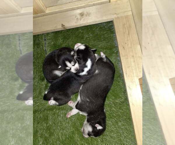 Medium Photo #34  Breeder Profile in ALTON, IL, USA