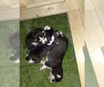 Small #33 Breeder Profile image