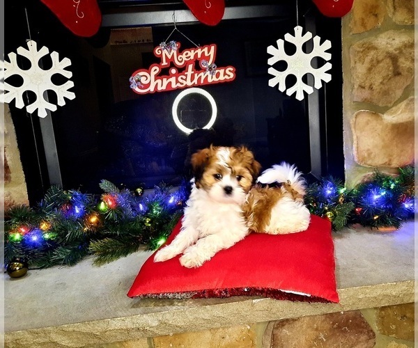 Medium Photo #1  Breeder Profile in EAST STROUDSBURG, PA, USA