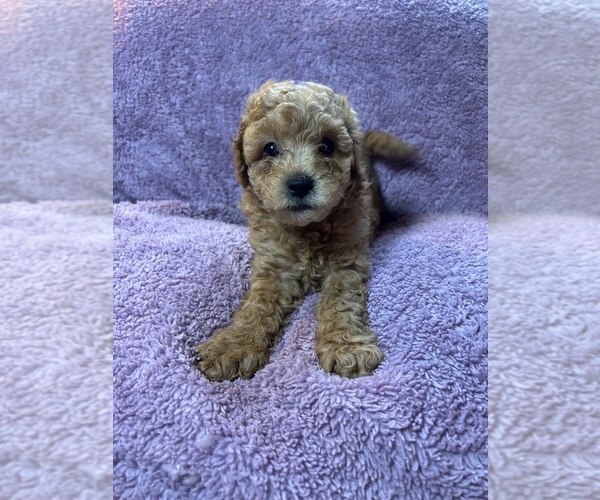Medium Photo #5  Breeder Profile in INDIANAPOLIS, IN, USA