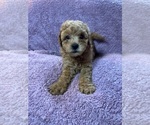 Small #4 Breeder Profile image