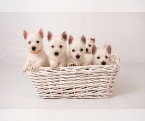 West Highland White Terrier Dog Breeder near PLEASANTON, KS, USA