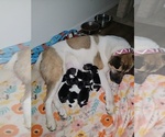 Small breeder photo
