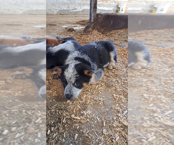 Medium Photo #1  Breeder Profile in LOWVILLE, NY, USA
