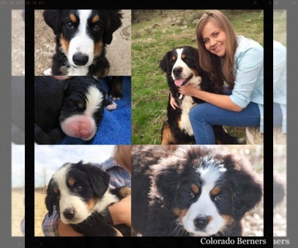 Medium Photo #1  Breeder Profile in GOLDEN, CO, USA