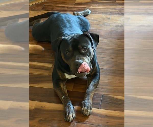 Medium Photo #2  Breeder Profile in LITTLE ELM, TX, USA