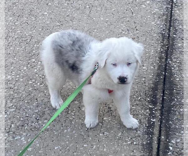 Medium Photo #2  Breeder Profile in CLERMONT, FL, USA