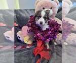 Small #20 Breeder Profile image