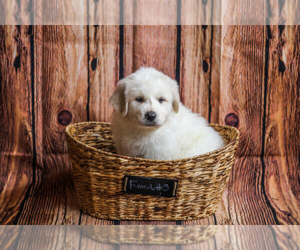 Medium Photo #24  Breeder Profile in POWDER SPRINGS, GA, USA