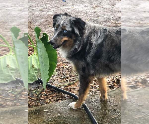 Medium Photo #96  Breeder Profile in HOMERVILLE, GA, USA