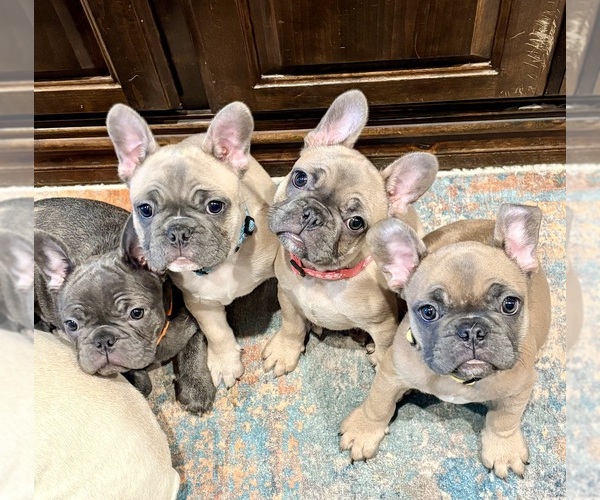 Medium Photo #10  Breeder Profile in CANYON, TX, USA