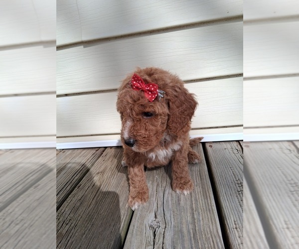 Medium Photo #66  Breeder Profile in GASTONIA, NC, USA