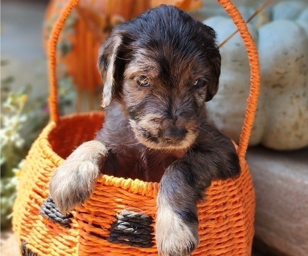 Medium Photo #9  Breeder Profile in WACO, TX, USA