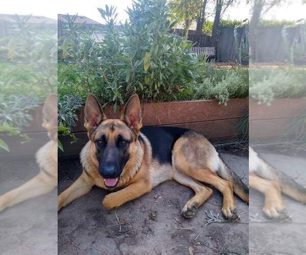 Medium Photo #1  Breeder Profile in GRANTS PASS, OR, USA