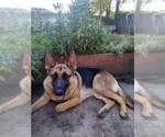 Small breeder photo