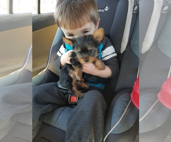 Medium Photo #1  Breeder Profile in GILLETT, PA, USA