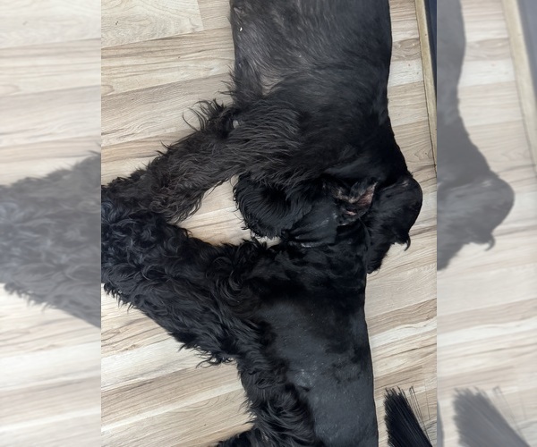 Medium Photo #1  Breeder Profile in WICHITA, KS, USA
