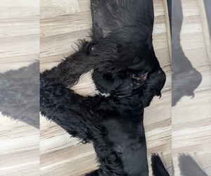 Schnauzer (Giant) Dog Breeder near WICHITA, KS, USA