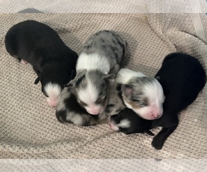 Miniature Australian Shepherd Dog Breeder in MILLS RIVER,  USA