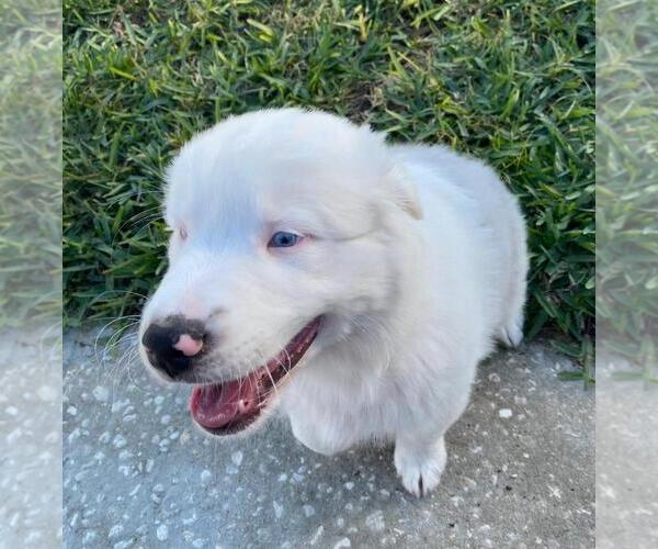 Medium Photo #14  Breeder Profile in CLERMONT, FL, USA