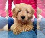 Small #11 Breeder Profile image