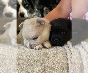 Pomeranian Dog Breeder near VANCOUVER, WA, USA