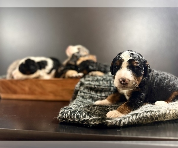 Medium Photo #1  Breeder Profile in HERNANDO, FL, USA