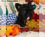 Small #9 Breeder Profile image