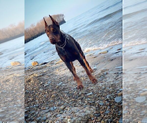 Medium Photo #33  Breeder Profile in FORT LAUDERDALE, FL, USA