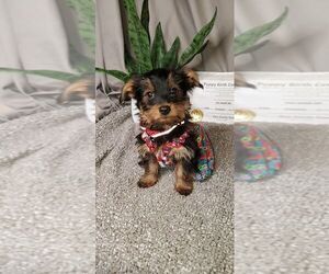Yorkshire Terrier Dog Breeder near SAN ANTONIO, TX, USA