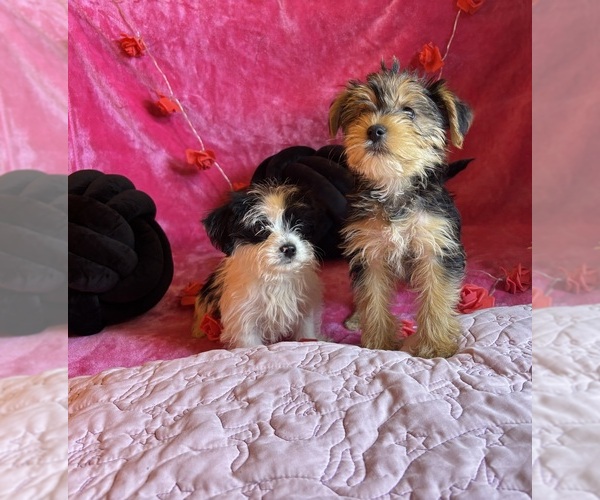 Medium Photo #1  Breeder Profile in WADESBORO, NC, USA