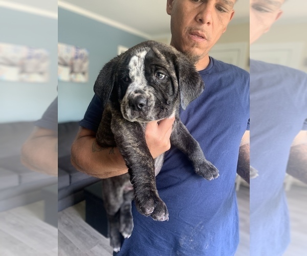 Medium Photo #1  Breeder Profile in BLADES, DE, USA