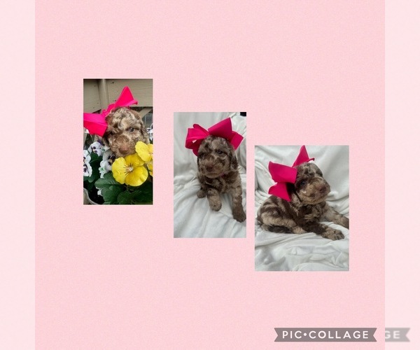 Medium Photo #6  Breeder Profile in CHARLOTTE, NC, USA