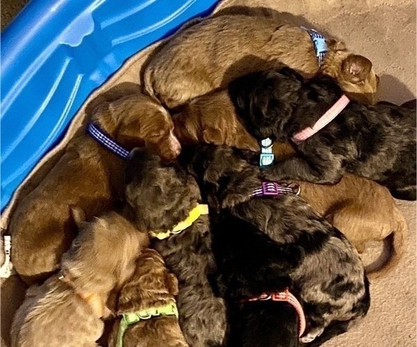 Medium Photo #3  Breeder Profile in FRIENDSWOOD, TX, USA
