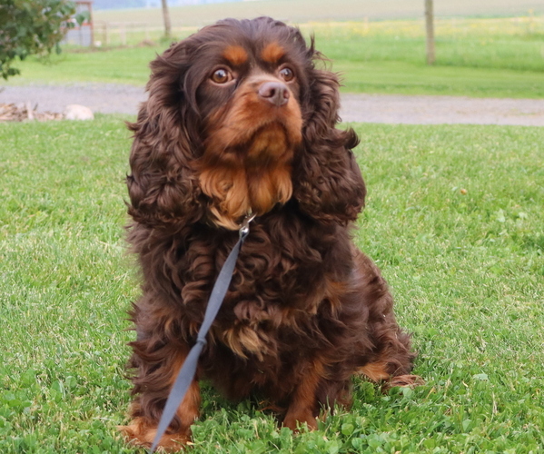 Medium Photo #56  Breeder Profile in THORP, WI, USA