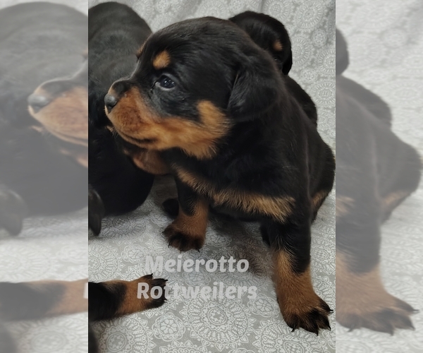 Medium Photo #5  Breeder Profile in BONAPARTE, IA, USA